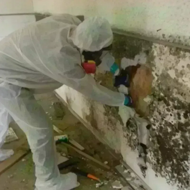 Mold Remediation and Removal in Anniston, AL